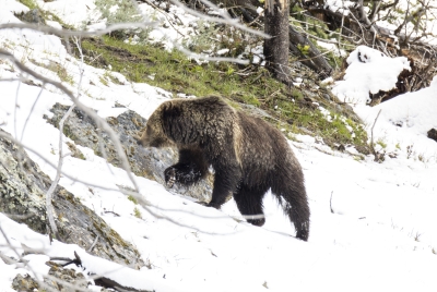 Grizzly Jam in Pelican Valley YNP 2025